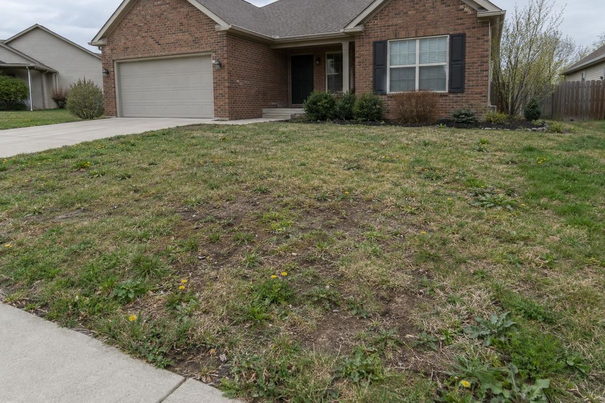 Patchy, weedy lawn, before